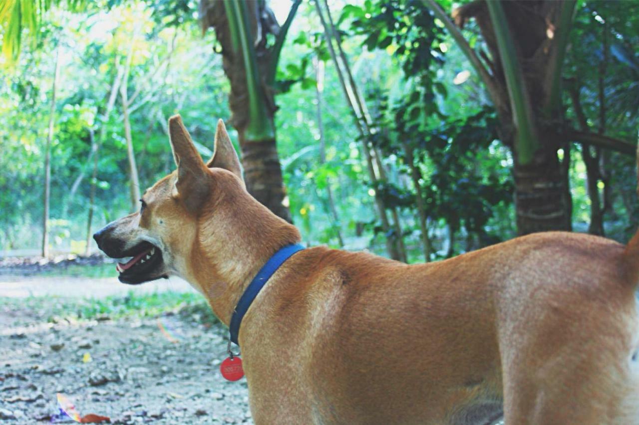 Bohol Coco Farm Hostel Panglao Luaran gambar